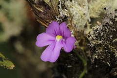 Genlisea violacea