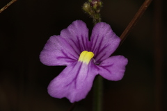Genlisea violacea
