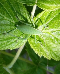 Isophya camptoxypha