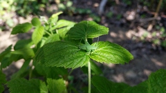 Isophya camptoxypha