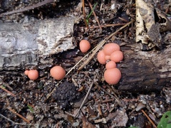 Lycogala epidendrum terrestre