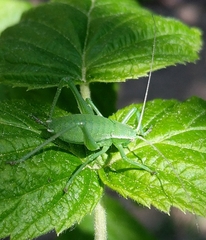 Isophya camptoxypha