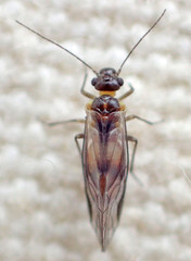Elipsocus obscurus