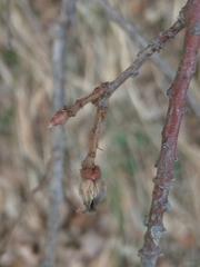 Andricus galeatus
