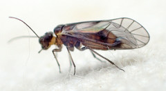 Elipsocus obscurus