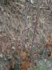Andricus galeatus