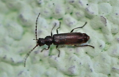 Macrocerus nigrinus