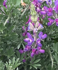 Lupinus chamissonis