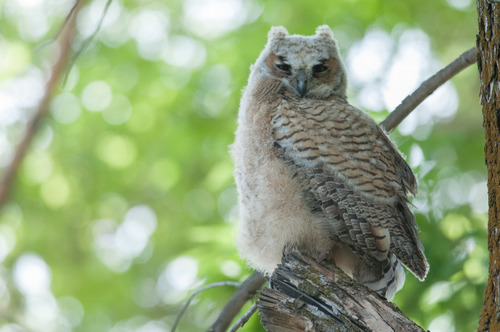 Great Horned Owl photographed in Utah