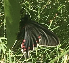 Parides bunichus damocrates