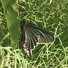Parides bunichus damocrates