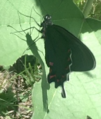Parides bunichus damocrates