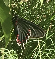 Parides bunichus damocrates