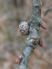 Andricus caliciformis