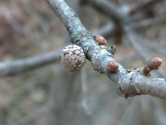 Andricus caliciformis