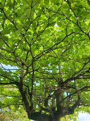 Terminalia catappa