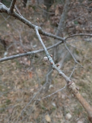 Andricus caliciformis