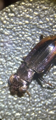 Notiophilus sylvaticus