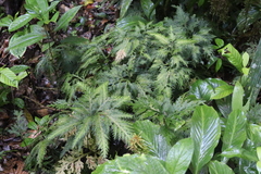 Selaginella delicatula