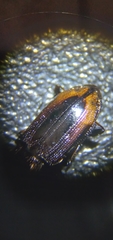 Notiophilus sylvaticus