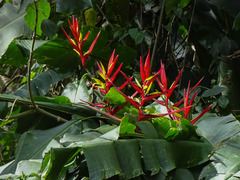 Heliconia subulata