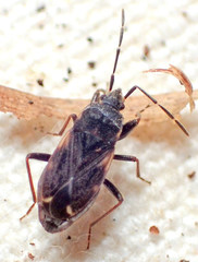 Eremocoris opacus