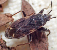 Eremocoris opacus