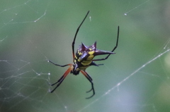 Micrathena kirbyi