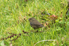 Spodiornis rusticus