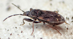 Eremocoris opacus