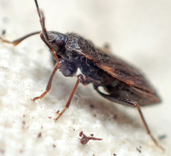 Eremocoris opacus