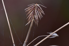 Cyperus plukenetii