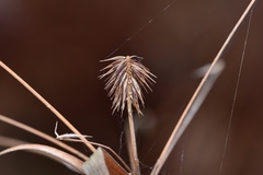 Cyperus plukenetii