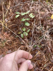 Cyperus plukenetii