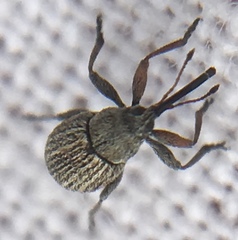 Exapion ulicis