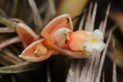 Tillandsia minasgeraisensis