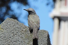 Tyrannus