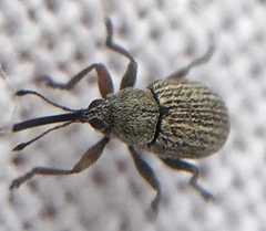Exapion ulicis