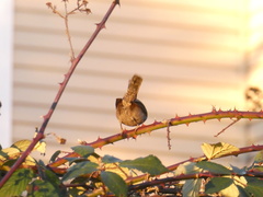 Thryomanes bewickii spilurus