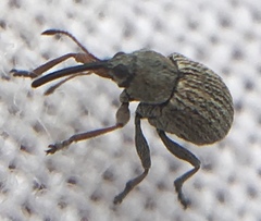 Exapion ulicis