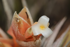 Tillandsia minasgeraisensis