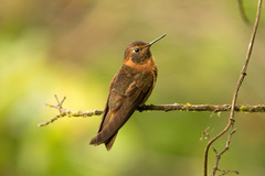 Aglaeactis cupripennis