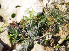 Aethionema saxatile graecum