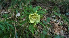Helleborus bocconei