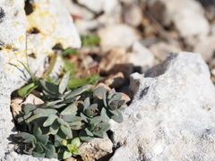 Aethionema saxatile graecum