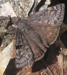 Erynnis meridianus