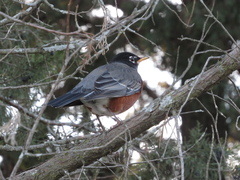 Turdus migratorius