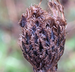 Centaurea decipiens
