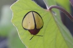 Paraselenis marginipennis