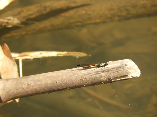 Southern heliodor photo 4